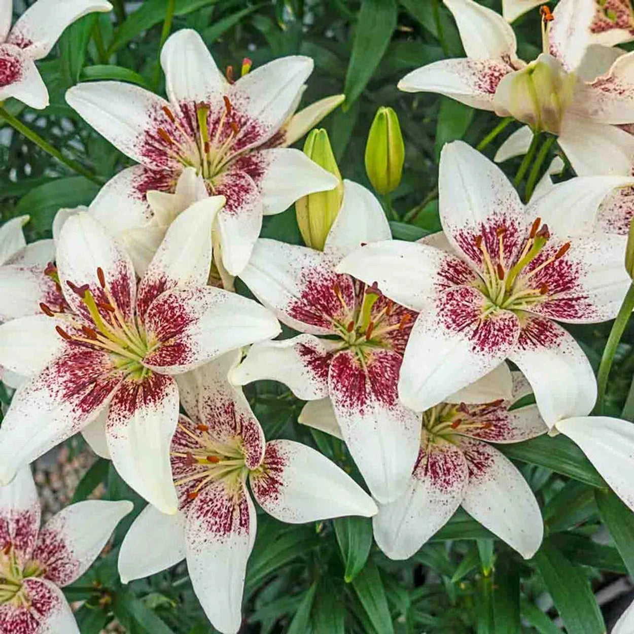 kiss and white lily Tribal Kiss Lily – Breck's