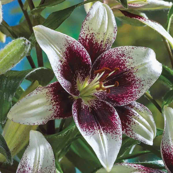 Tribal Kiss Lily – Breck's