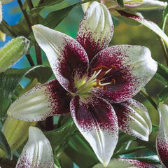 Tribal Kiss Lily – Breck's