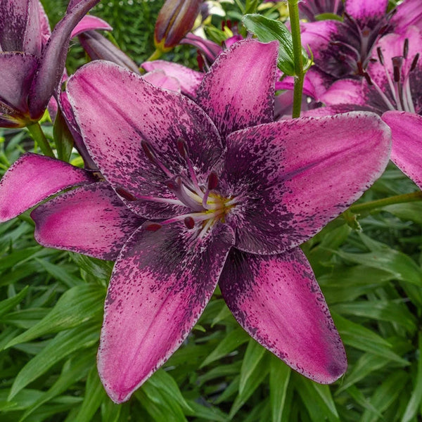 dark purple peace lily Buy Purple Dream Lily Online | Lily Trees