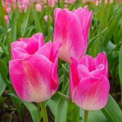 Shop Dynasty Tulip Bulbs Online | Single Tulips | Breck's