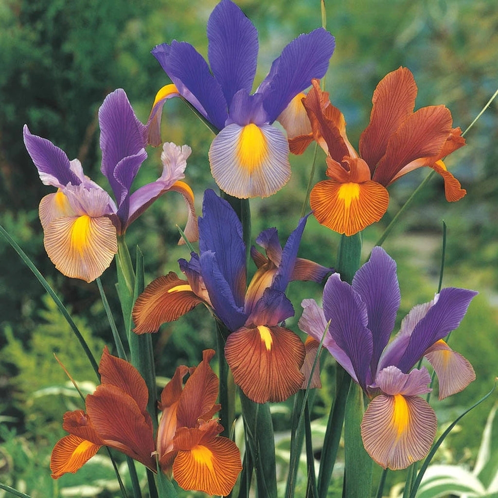 Tiger Dutch Iris Mixture | Spring Bulbs for Sale | Breck's