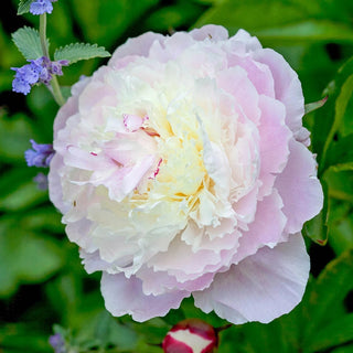 Baroness Schroeder Peony