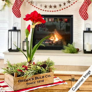 Double King Amaryllis Bulb