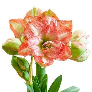Beautiful Emotion Amaryllis Bulb