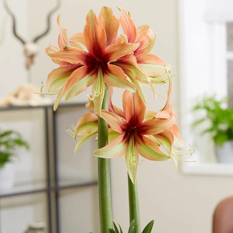 Wild Amazone Amaryllis Bulb Buy Winter Bulbs at Breck's Brecks