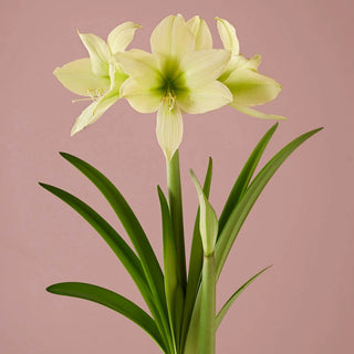 Yellow Star Amaryllis Bulb