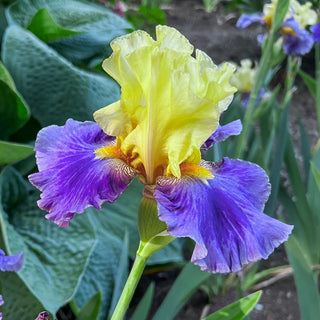 Island Hop Bearded Iris Rhizome | Breck's