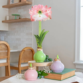 Waxed Amaryllis