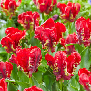 Seadov Parrot Tulip