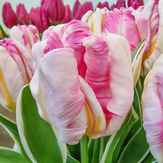 Forbidden City Tulip