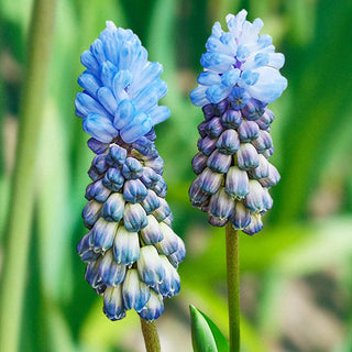 Misty Morning Grape Hyacinth