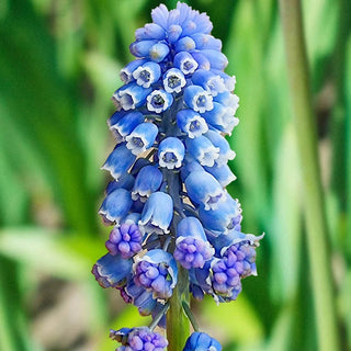 Flower Power Grape Hyacinth