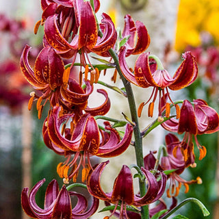Lily Claude Shride Turks Cap