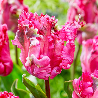 Power Parrot Tulip