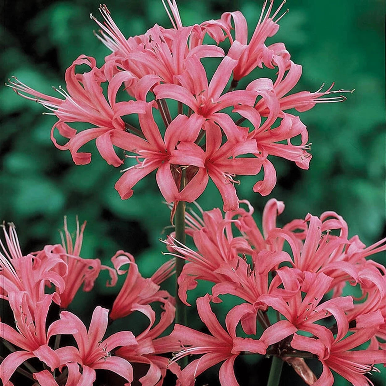 picture of spider lily Shop Japanese Spider Lily