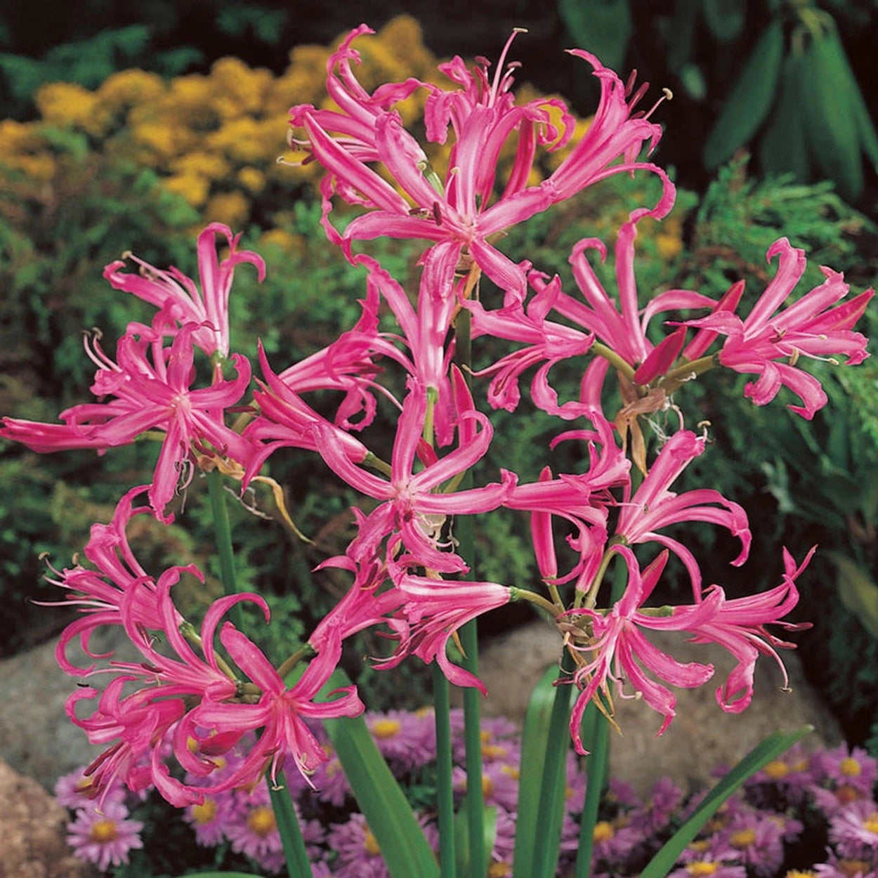 japanese spider lily flower Japanese Spider Lily