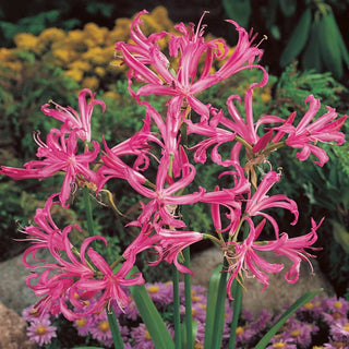 Japanese Spider Lily