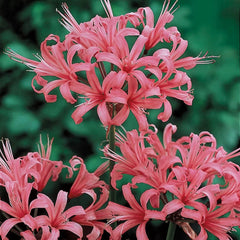 spider lily zone Shop Japanese Spider Lily