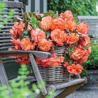 Apricot Joy Hanging Basket Begonia