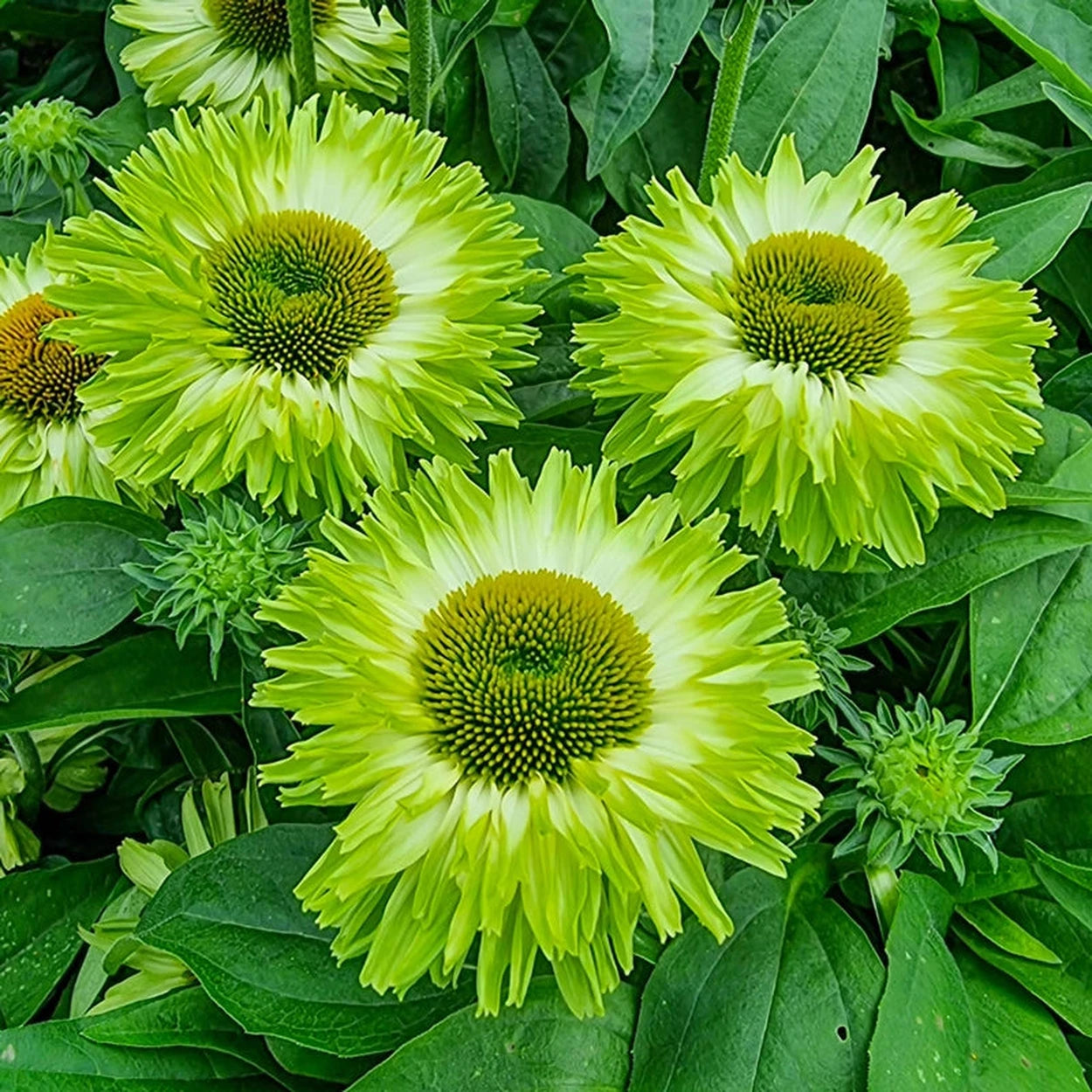 green echinacea seeds Apple Green Coneflower