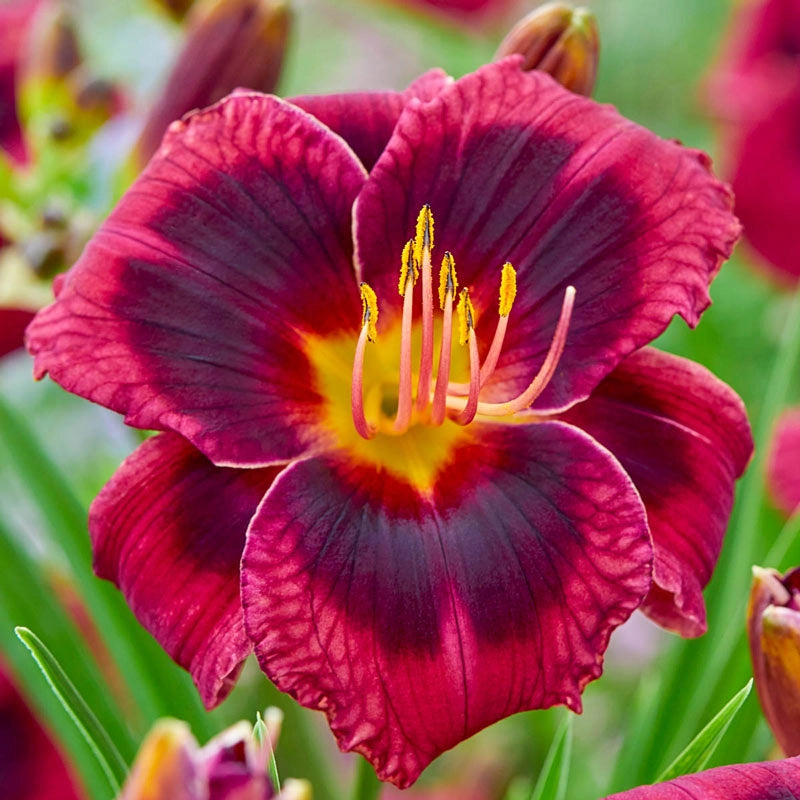Plum Perfect Reblooming Daylily Sun Perennials Breck's