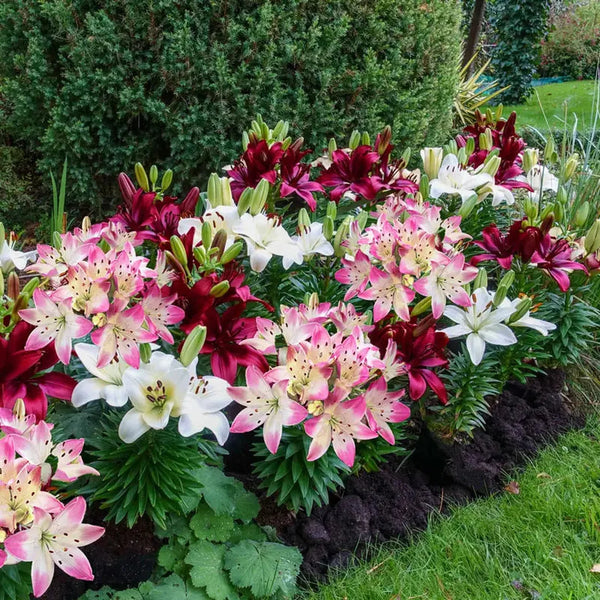 Buy Hugs and Kisses Carpet Border Lily Mixture | Breck's