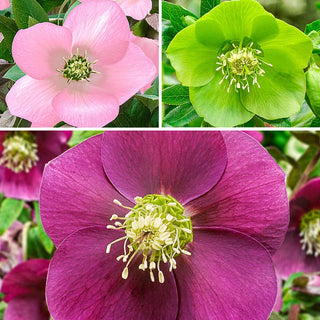 Early Risers Hellebore Collection