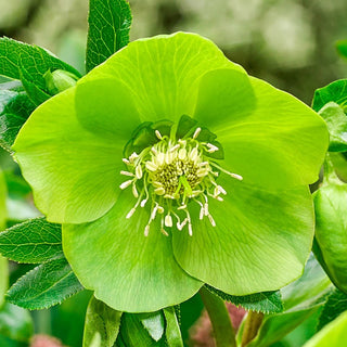 Early Risers Hellebore Collection