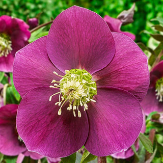Early Risers Hellebore Collection