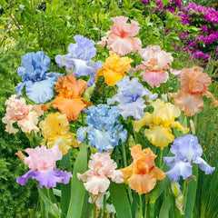 Pastel Iris Mixture | Breck's Pastel Iris Mixture | Breck's
