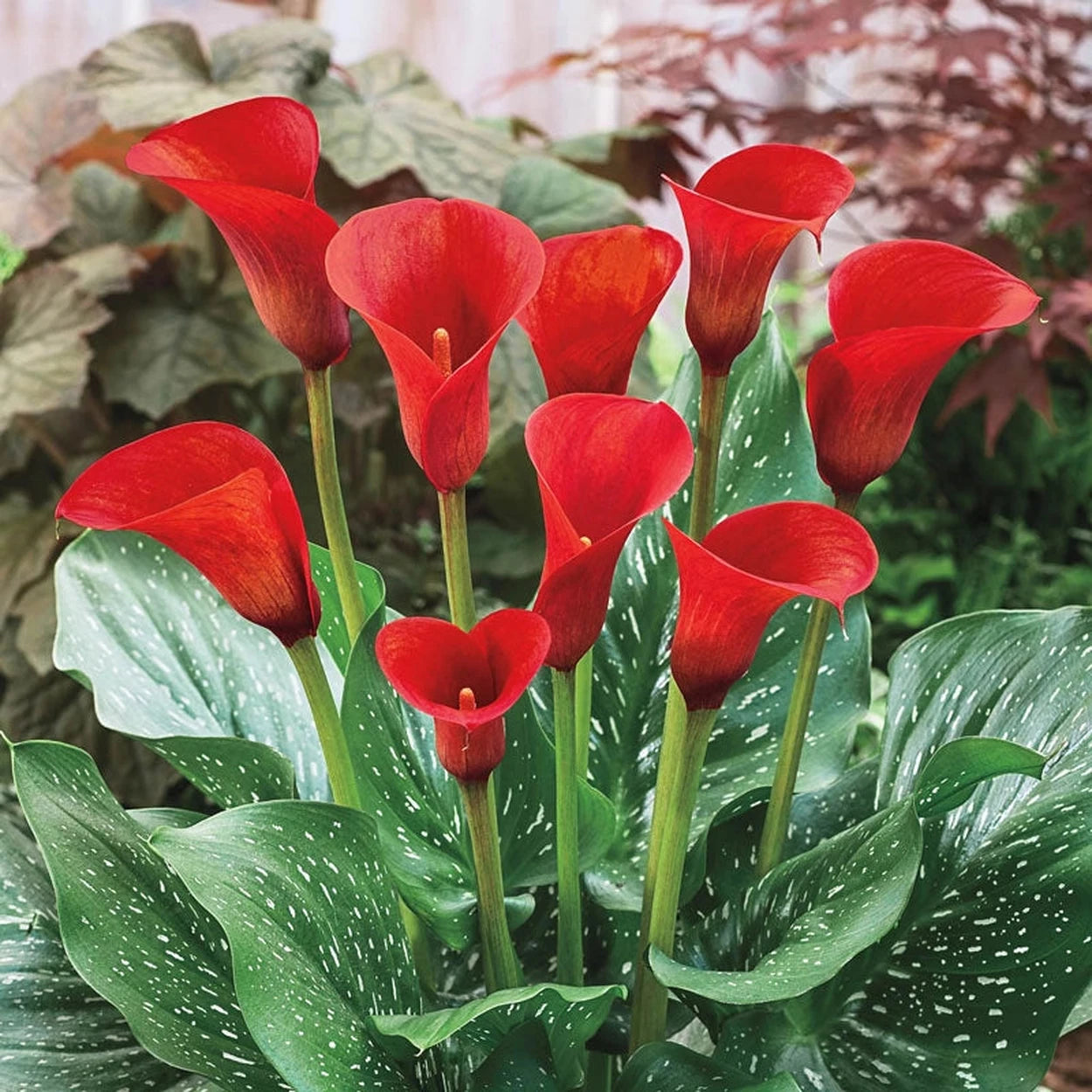 is calla lily outdoor plant Shop Calla Lily Collection | Fall Planted Bulbs