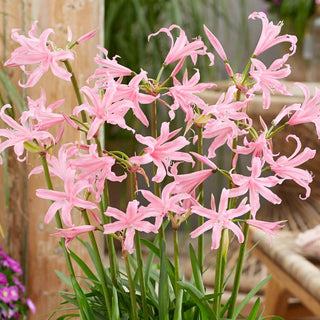 Naked Collection Ladies