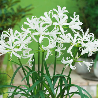 Naked Collection Ladies