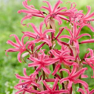 Naked Collection Ladies