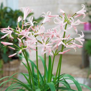 Naked Collection Ladies