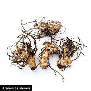 Dwarf Tropical Canna Collection