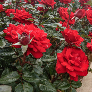 Legends™ Hybrid Tea Rose