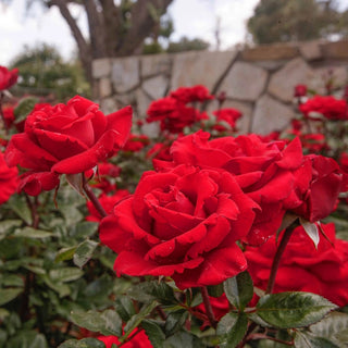 Legends™ Hybrid Tea Rose