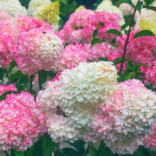 First Editions Vanilla Strawberry Hydrangea