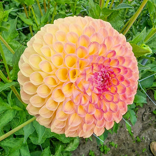 Jowey Nicky Giant Ball Dahlia