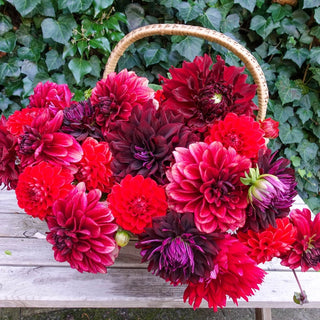 Hot Cha Cha Dahlia Blend