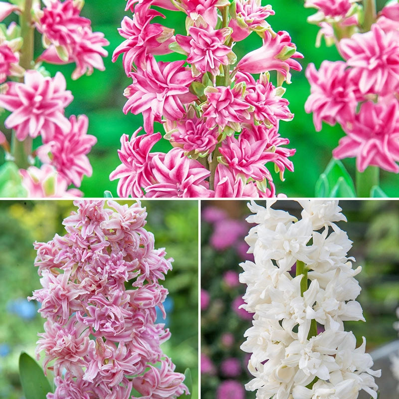 UltraDouble Hyacinth Collection Bulbs Shop Breck's Brecks