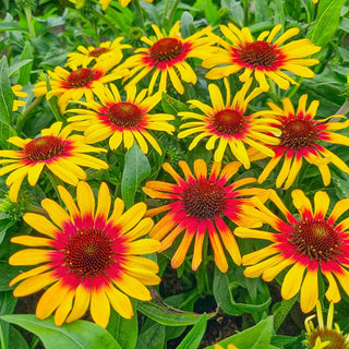 Tequila Sunrise Coneflower