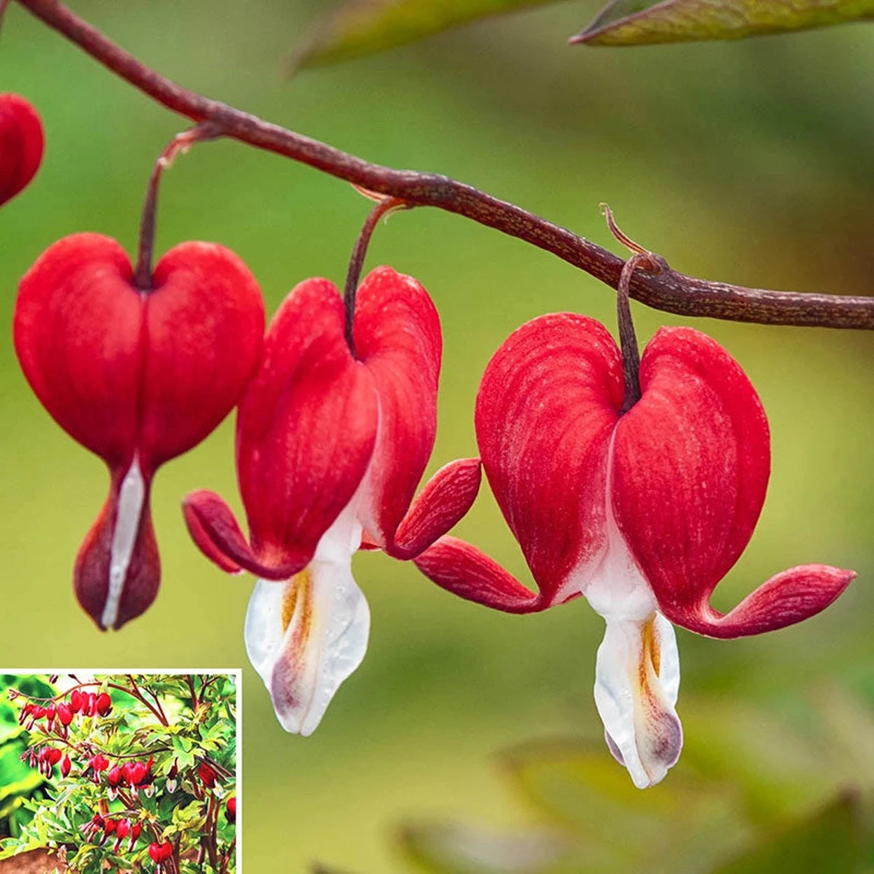 bleeding heart succulent Valentine® Bleeding Heart