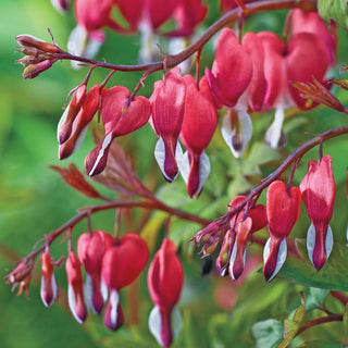 Valentine® Bleeding Heart