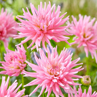 Park Princess Dahlia