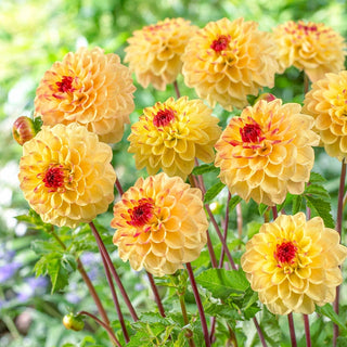 Yellow Jill Dahlia