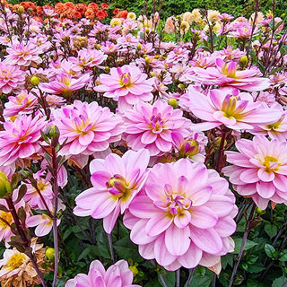 Pacific Jewel Dahlia