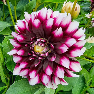 Verdi Dahlia